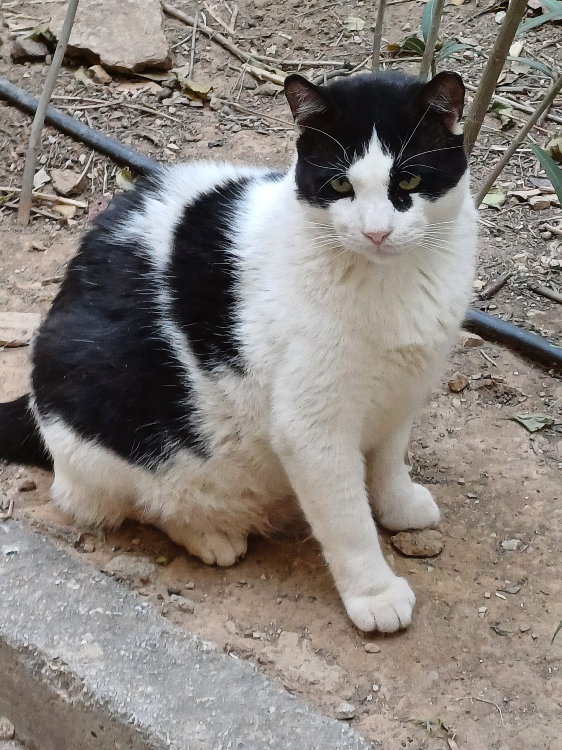 MANOYLAS/FOUKO/AGELADITSAS: he first suffered from an abscess hence we removed some teeth and now he is in a foster home, as he is suffering from early kidney disease