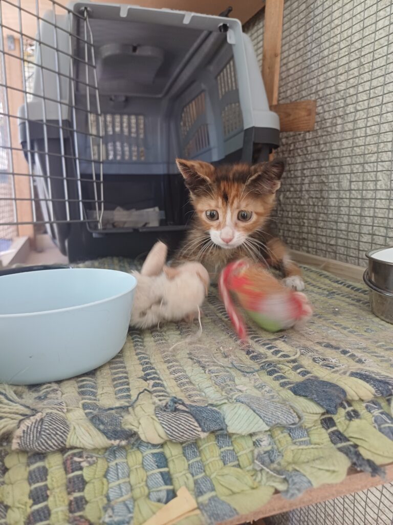 ADOPTED