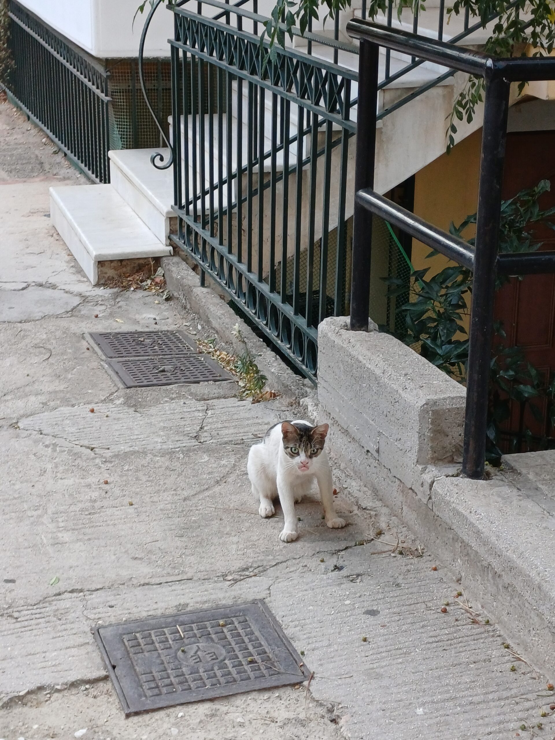 MENIOS: The feisty feral cat, which has put enormous effort to live against all odds.