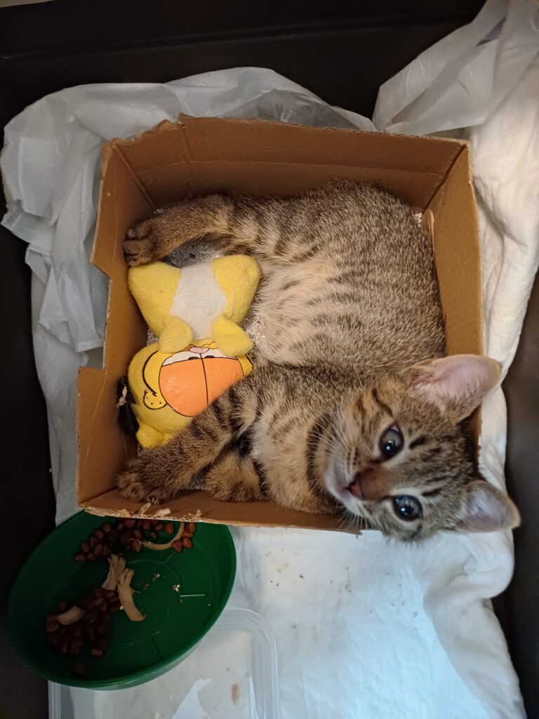 GONE MISSING - TAKEN MOST LIKELY BY A COUPLE WHO WANTED TO ADOPT IT - If anyone knows the cat or anyone knows the couple please contact us. WE WOULD LIKE TO KNOW IF THE ANIMAL IS SAFE. The animal had already its first vaccine 10 JUL 2026.