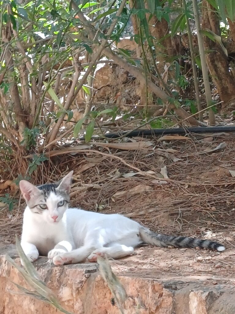 FOR ADOPTION