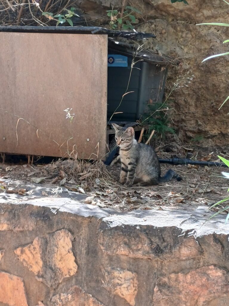 GONE MISSING - TAKEN MOST LIKELY BY A COUPLE WHO WANTED TO ADOPT IT - If anyone knows the cat or anyone knows the couple please contact us. WE WOULD LIKE TO KNOW IF THE ANIMAL IS SAFE. The animal had already its first vaccine 10 JUL 2026.