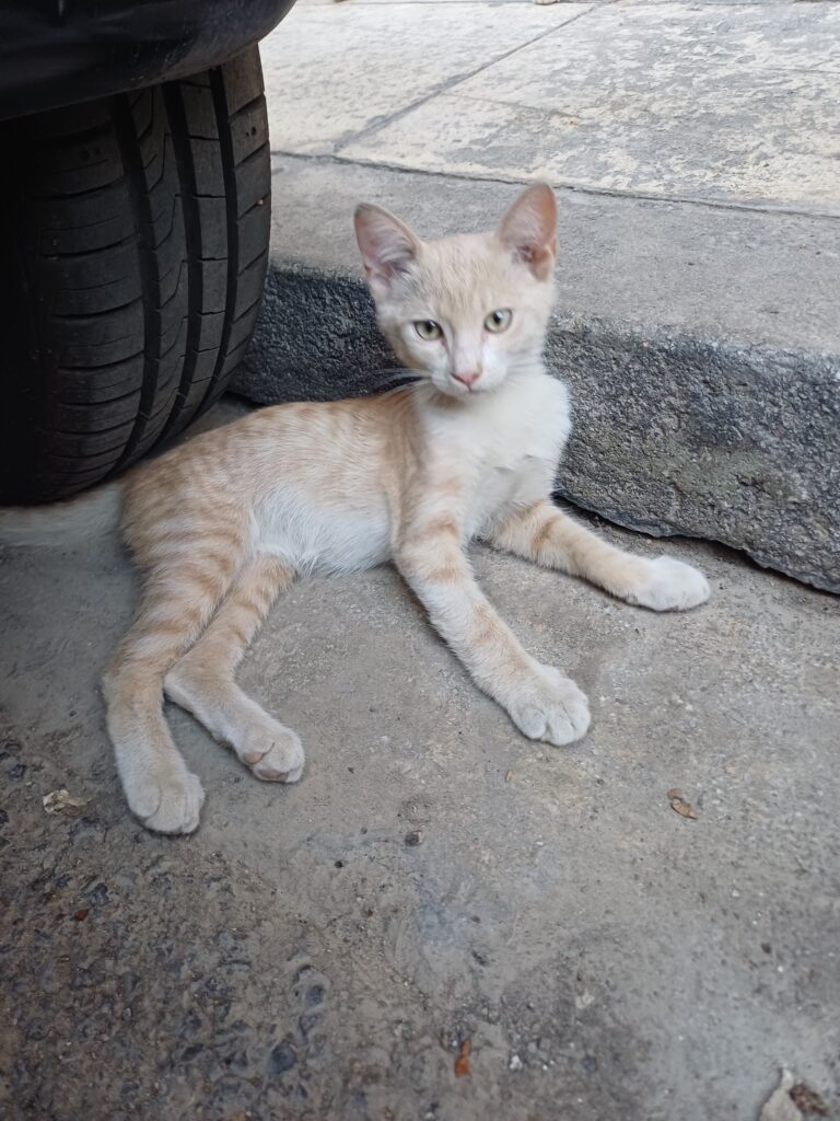 FOR ADOPTION